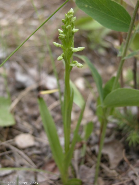 IMG 2003-Jun24 at DuckMountainPark:  Green bog-orchid (Platanthera hyperborea/aquilonis/huronensis)
