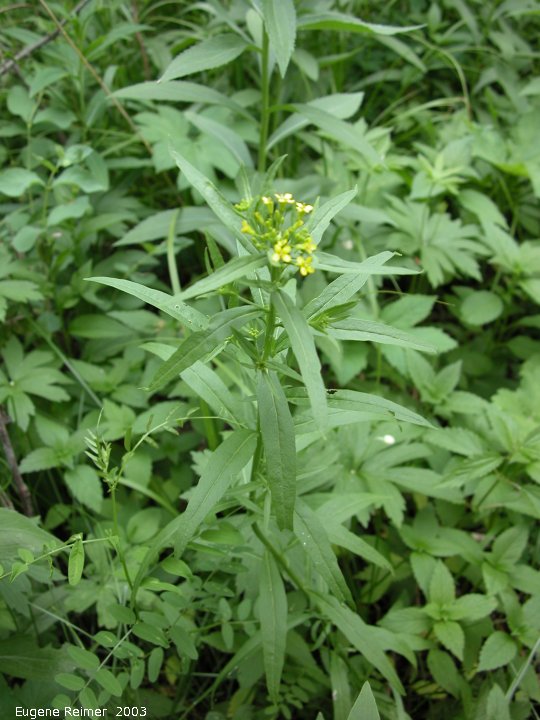IMG 2003-Jun24 at DuckMountainPark:&nbsp; Wormseed mustard (Erysimum cheiranthoides)?