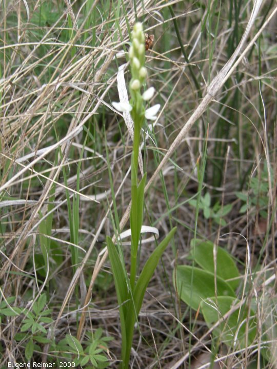 IMG 2003-Jun24 at DuckMountainPark:  White bog-orchid (Platanthera dilatata var dilatata)