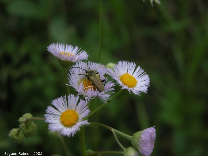 IMG 2003-Jun24 at DuckMountainPark:  Long-horned beetle (Cerambycidae sp) on Daisy fleabane (Erigeron strigosus)