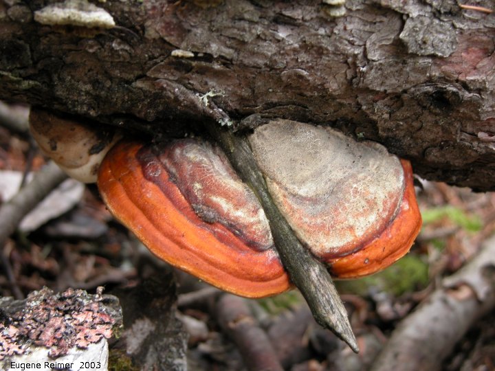 IMG 2003-Jun25 at DuckMountainPark:  orange Fungus (Fungi sp)?
