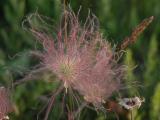 Three-flowered avens: prairie-smoke