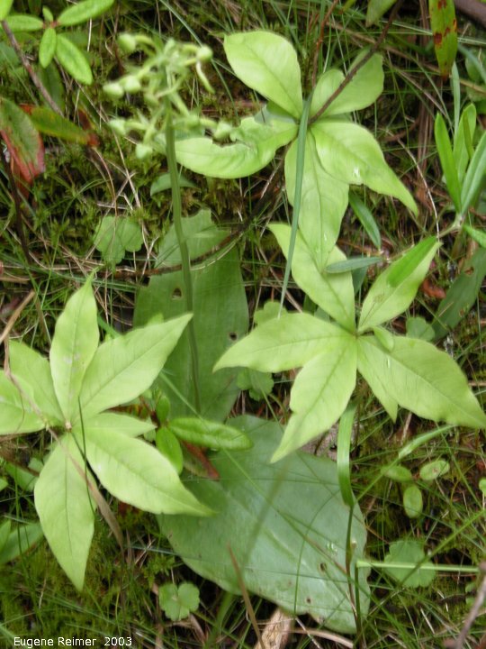 IMG 2003-Jun28 at Woodridge:  Round-leaved rein-orchid (Platanthera orbiculata)?