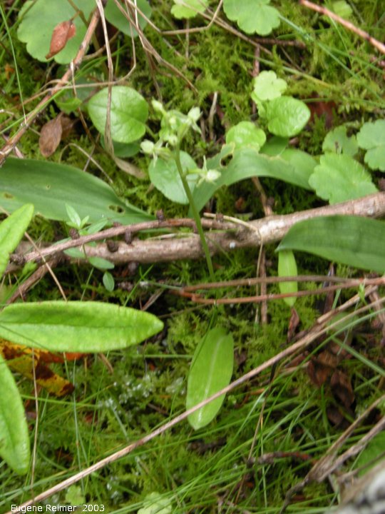 IMG 2003-Jun28 at Woodridge:  Blunt-leaf rein-orchid (Platanthera obtusata)