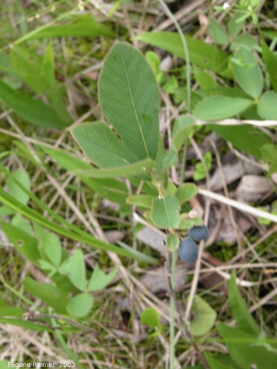 IMG 2003-Jun28 at Woodridge:  Canadian blueberry (Vaccinium myrtilloides)