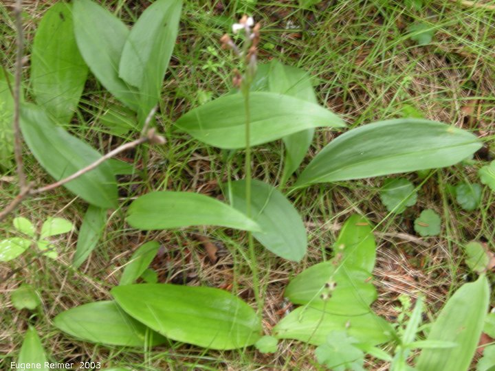 IMG 2003-Jun28 at Woodridge:  Hookers rein-orchid (Platanthera hookeri)?