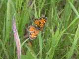 Pearl-crescent butterfly: