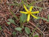 ?unidentified: yellow 6-petaled flower