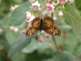 Checkerspot butterfly: female on Dogbane