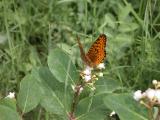 2003jul02 at Bog east of PR308:  Fritillary butterfly on Dogbane