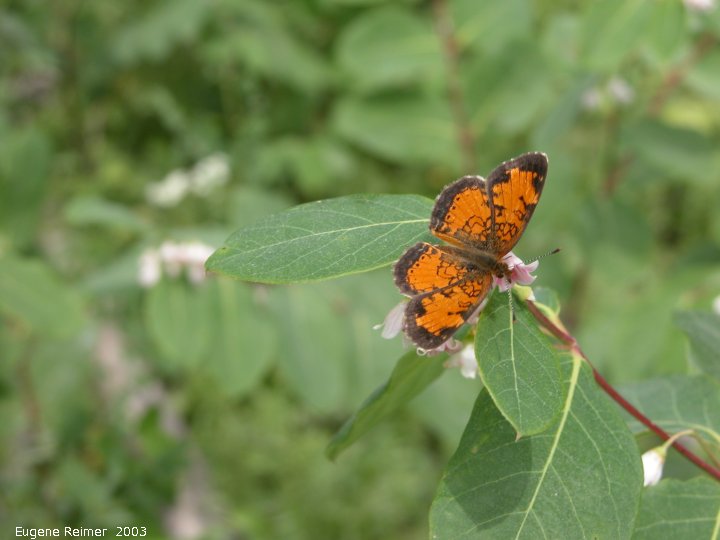 IMG 2003-Jul02 at Bog east of PR308:  Northern crescent butterfly (Phyciodes cocyta) on Dogbane (Apocynum sp)