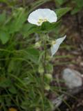 Large-flowered white ground-cherry=Physalis grandiflora: plant