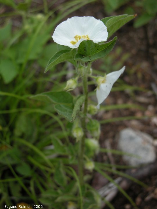 IMG 2003-Jul02 at Bog east of PR308:  Large-flowered white ground-cherry (Physalis grandiflora) plant
