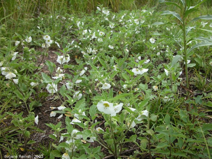 IMG 2003-Jul02 at Bog east of PR308:  Large-flowered white ground-cherry (Physalis grandiflora) clump