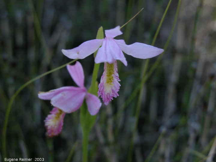 IMG 2003-Jul03 at PTH15 east of Anola:  Rose pogonia (Pogonia ophioglossoides) double