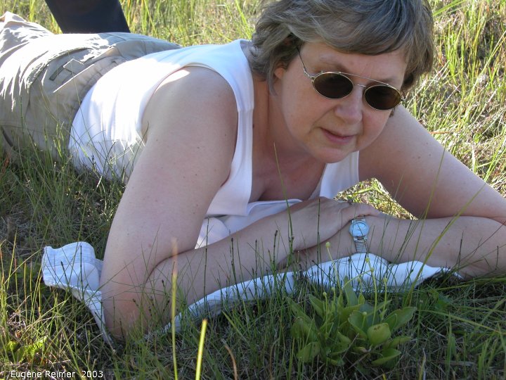 IMG 2003-Jul03 at PTH15 east of Anola:&nbsp; cbc-hunt Peggy+Grass-of-parnassus (Parnassia sp)