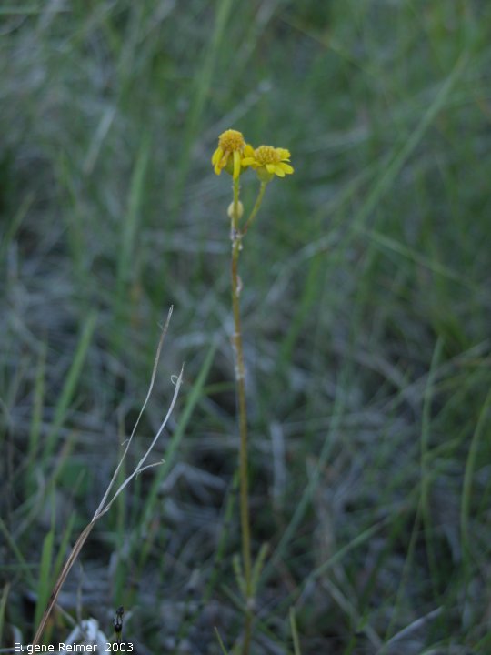 IMG 2003-Jul03 at PTH15 east of Anola:&nbsp; Sneezeweed (Helenium sp)