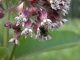 Bee-fly: on Milkweed