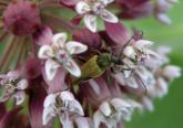 Long-horned beetle: on Milkweed