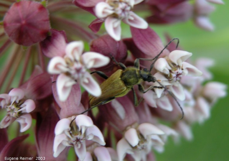 IMG 2003-Jul03 at PTH15 east of Anola:  Long-horned beetle (Cerambycidae sp) on Milkweed (Asclepias sp)