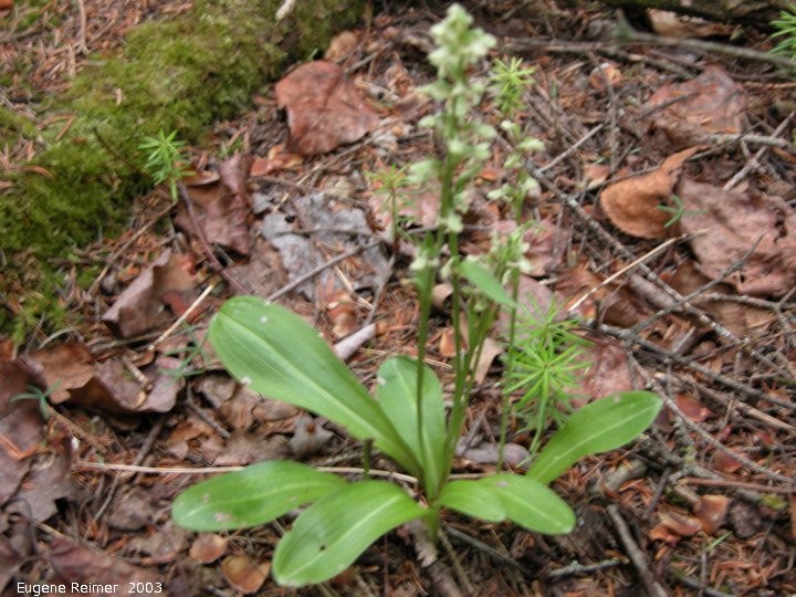 IMG 2003-Jul05 at MilnerRidge:  Blunt-leaf rein-orchid (Platanthera obtusata) clump