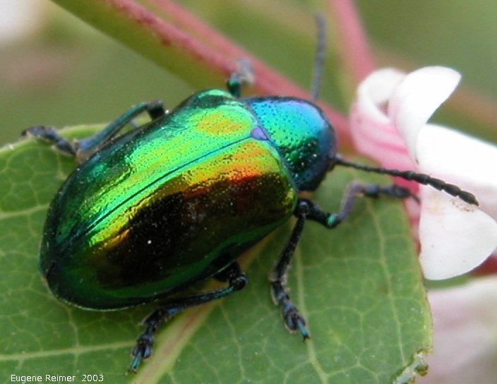 IMG 2003-Jul05 at MilnerRidge:  Dogbane-beetle (Chrysochus auratus) on Dogbane (Apocynum sp)