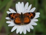 2003jul05 at MilnerRidge:  Pearl-crescent butterfly on OxEyeDaisy