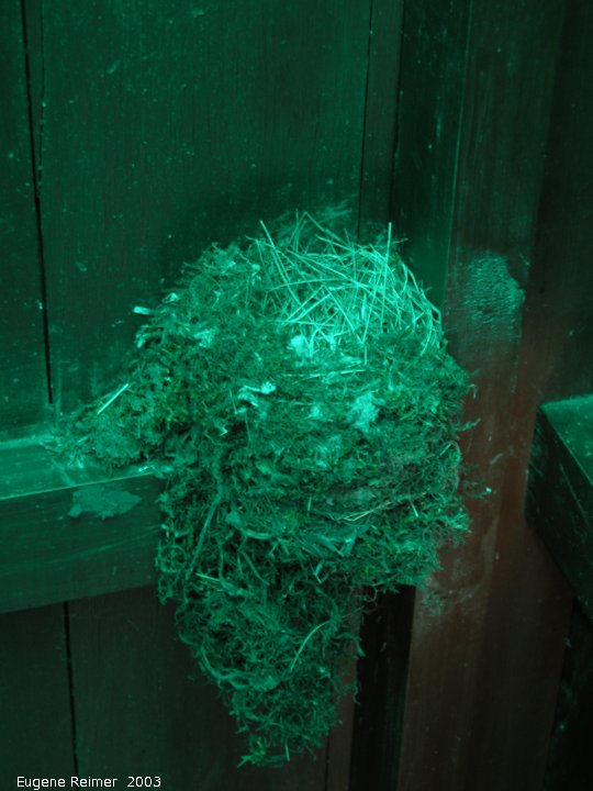 IMG 2003-Jul05 at MilnerRidge:  Bird (Aves sp) nest in outhouse