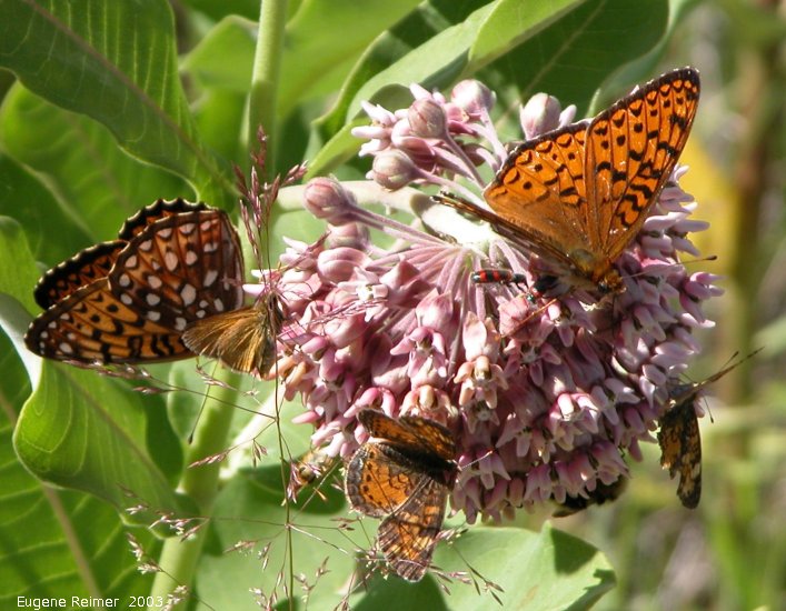 IMG 2003-Jul05 at MossSpurRd:  Common milkweed (Asclepias syriaca) with many butterflies