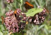 Showy milkweed: w many butterflies