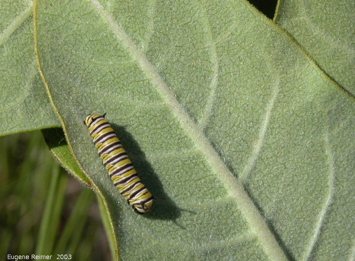 IMG 2003-Jul05 at MossSpurRd:  Monarch butterfly (Danaus plexippus) caterpillar on Milkweed (Asclepias sp)