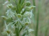 Ragged fringed-orchid: