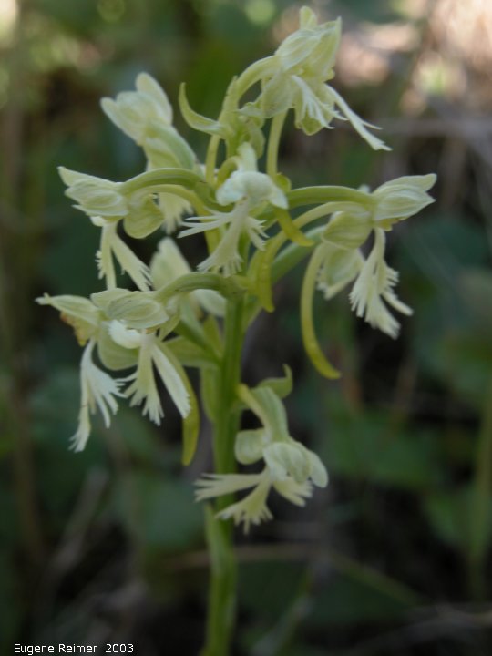 IMG 2003-Jul15 at MossSpurRd:  Ragged fringed-orchid (Platanthera lacera)