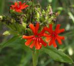 Maltese cross=Scarlet lychnis: plant