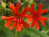 Maltese cross=Scarlet lychnis: flowers