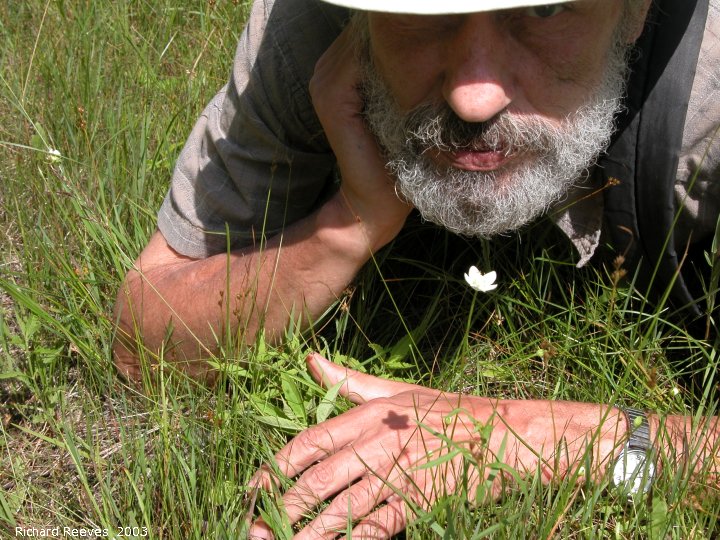 IMG 2003-Jul15 at bog near MilnerRidge:  cbc-hunt me+Grass-of-parnassus (Parnassia sp) 2nd candidate