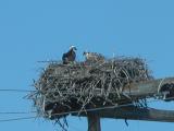 Osprey: mother+chick on nest on hydro-structure