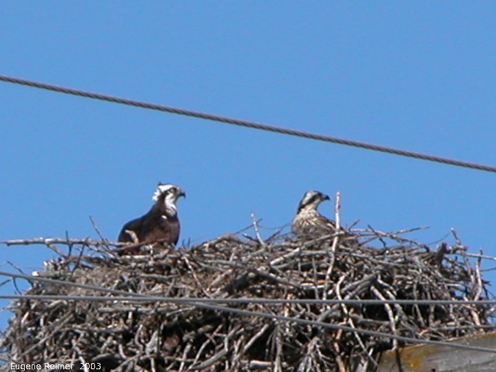 IMG 2003-Jul16 at GrandBeach:  Osprey (Pandion haliaetus) mother+chick on nest on hydro-structure