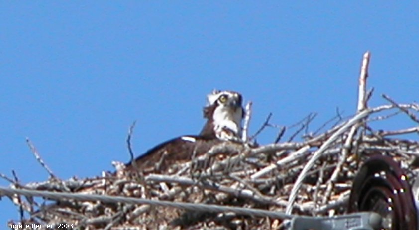 IMG 2003-Jul16 at GrandBeach:  Osprey (Pandion haliaetus) mother on nest on hydro-structure