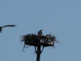 Osprey: 2nd adult lands on nest near tennis-courts