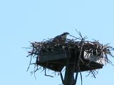 Osprey: on nest near tennis-courts