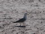 seagull: on beach
