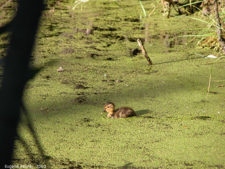 IMG 2003-Jul17 at FtWhyteCentre with George Holland & Richard Staniforth:  Wood duck (Aix sponsa) duckling amid Lesser duckweed (Lemna minor)