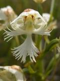 Western prairie fringed-orchid: flower turning brown
