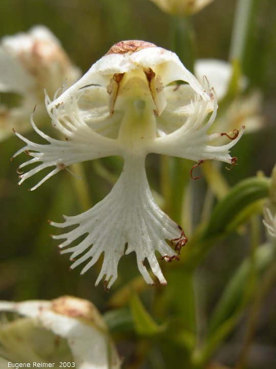 IMG 2003-Jul19 at Tolstoi TGPP:  Western prairie fringed-orchid (Platanthera praeclara) flower turning brown