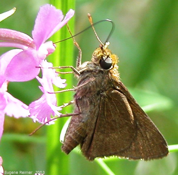 IMG 2003-Jul19 at BuffaloPoint:  Dun skipper (Euphyes vestris) on Small purple fringed-orchid (Platanthera psycodes) subtitle: psyche on psycodes