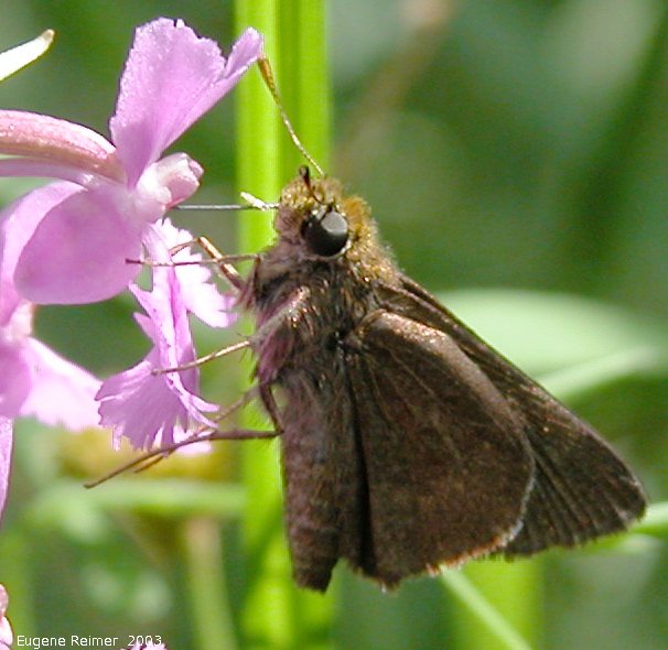 IMG 2003-Jul19 at BuffaloPoint:  Dun skipper (Euphyes vestris) on Small purple fringed-orchid (Platanthera psycodes) subtitle: psyche on psycodes