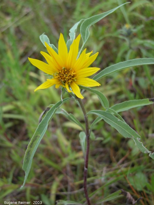 IMG 2003-Jul19 at southeast Winnipeg:  Narrow-leaved sunflower (Helianthus maximiliani)