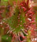 2003jul24 at GullLakeWetlands:  Round-leaved sundew w insects