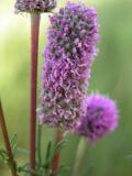 Purple prairie-clover: